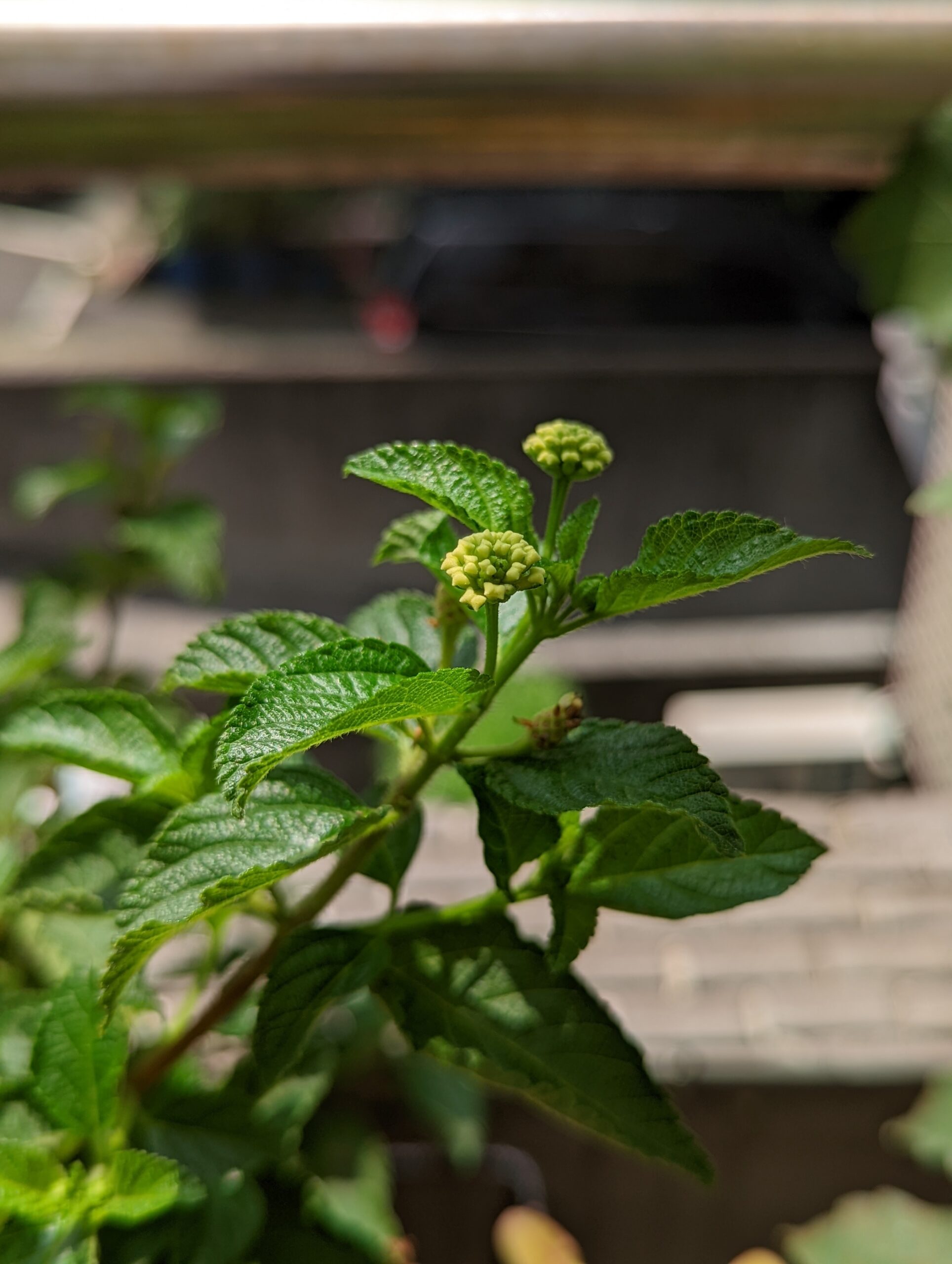 小花園近況_藍莓種植過程好療癒 @Rosa的秘密花園